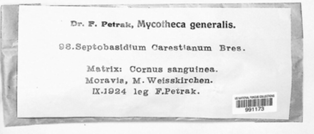 Septobasidium carestianum image